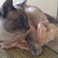 Falcore claiming the plastic bag