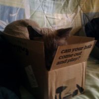 Falcore in a box