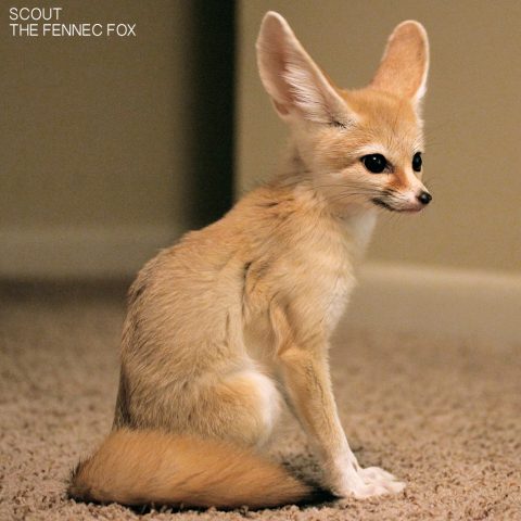 Scout the fennec fox