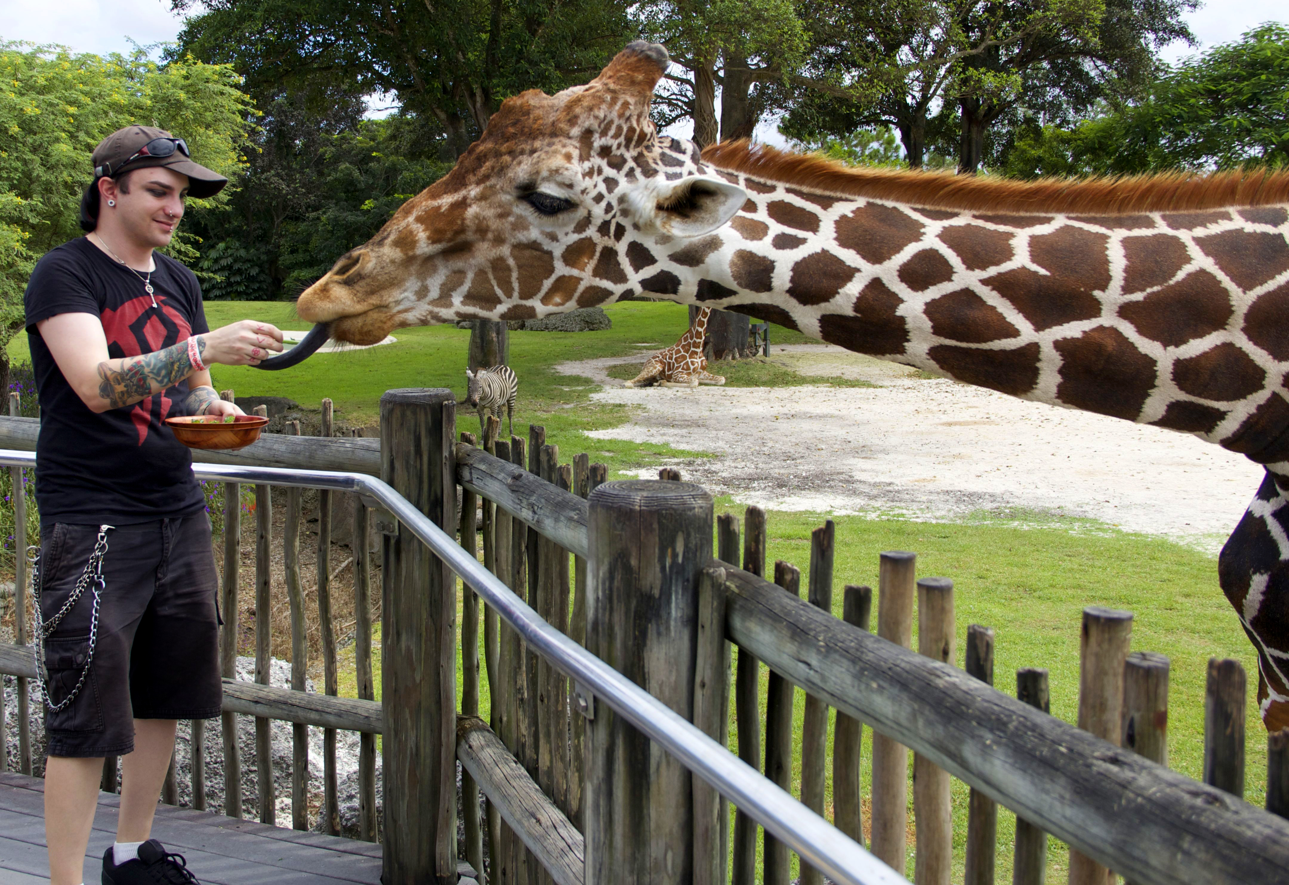 The Dro Feeding a Giraffe