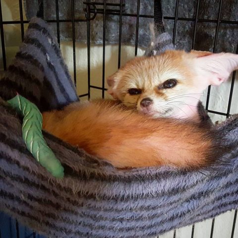 Scout the Fennec Fox with his first Hornworm