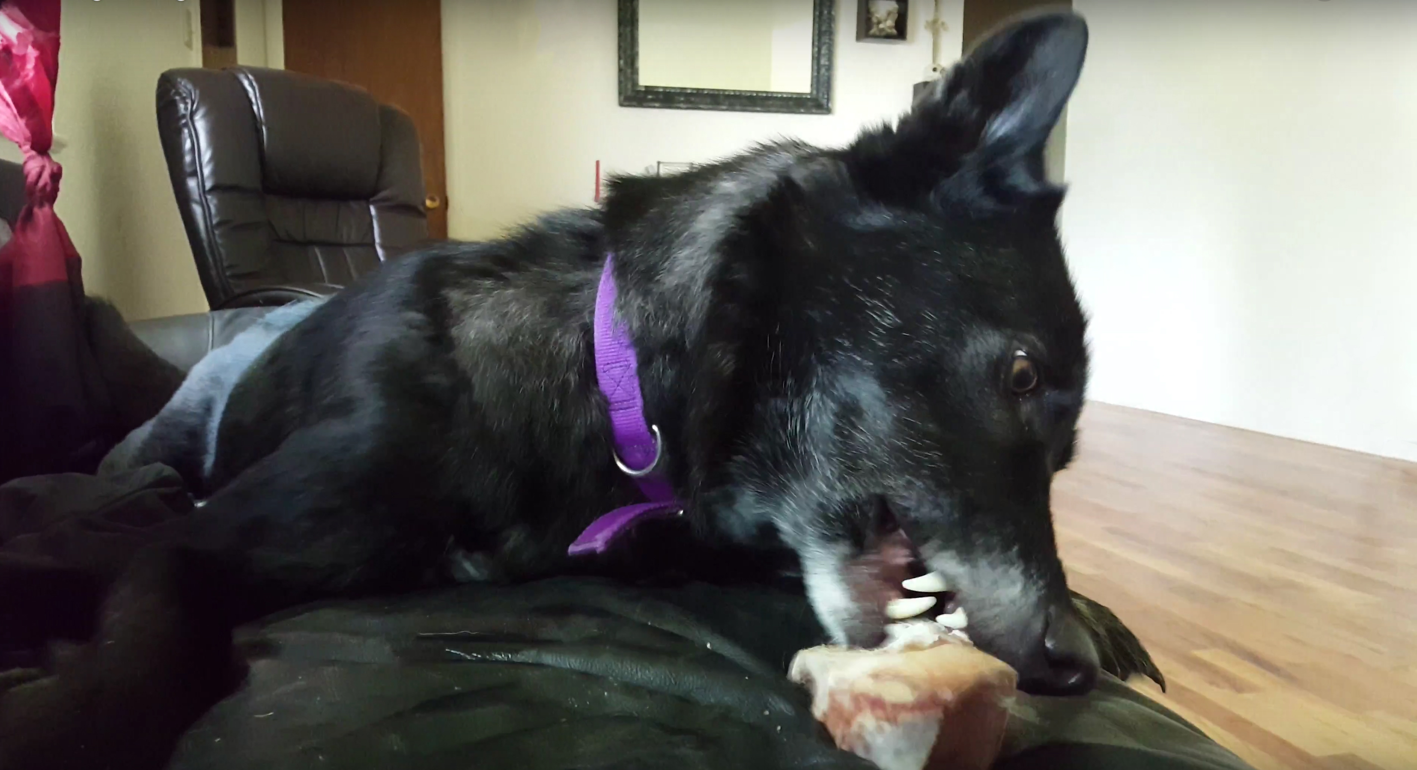 wolfdog eating marrow bone
