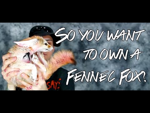 so you want a fennec fox