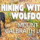 LunaTheWolfdog - Mount Galbraith Loop SLATE