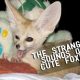 What do fennec foxes sound like?