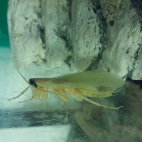 Common House Roach Molting