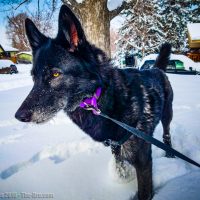 Luna the Wolfdog In Snow 2016 002