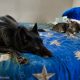 Luna the Wolfdog hanging out with Riddick the Cat 12