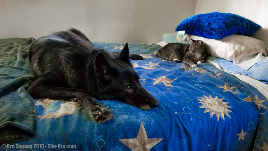 Luna the Wolfdog hanging out with Riddick the Cat 12