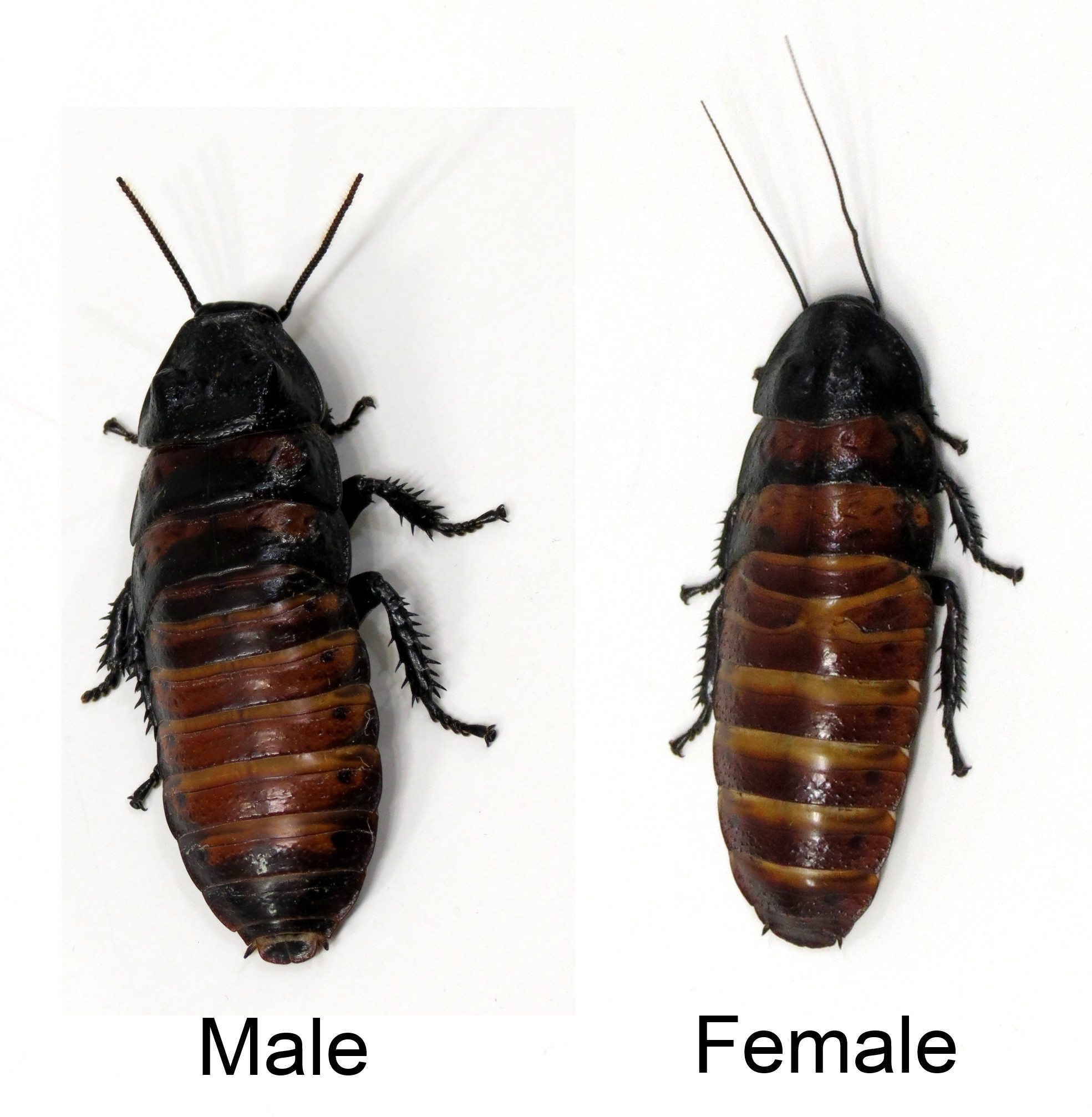 Male and Female Madagascar Hissing Cockroach comparison