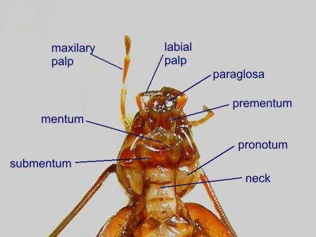 Parts of a cockroach head