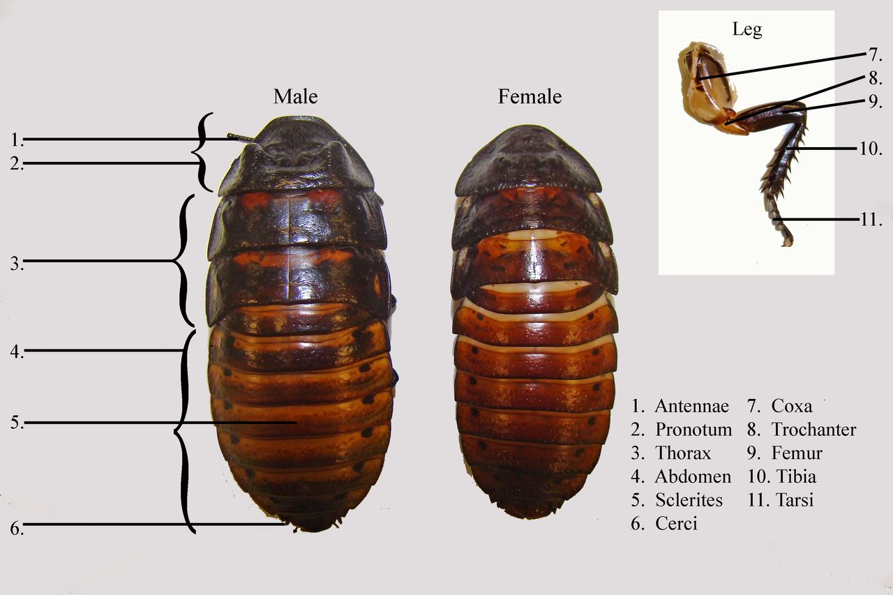 Parts of a madagascar hissing cockroach