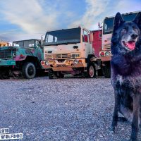 luna the wolfdog big trucks