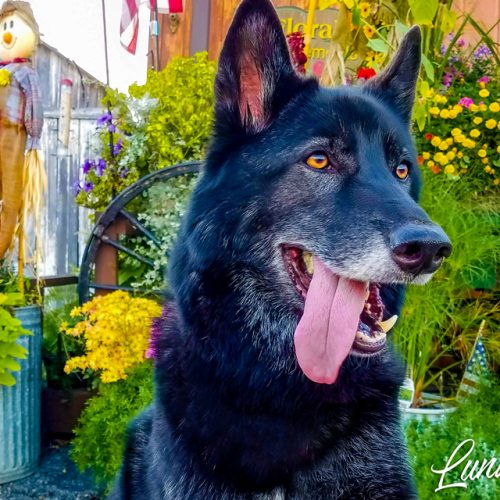 LunaTheWolfdog - Flowers 20x10 300dpi