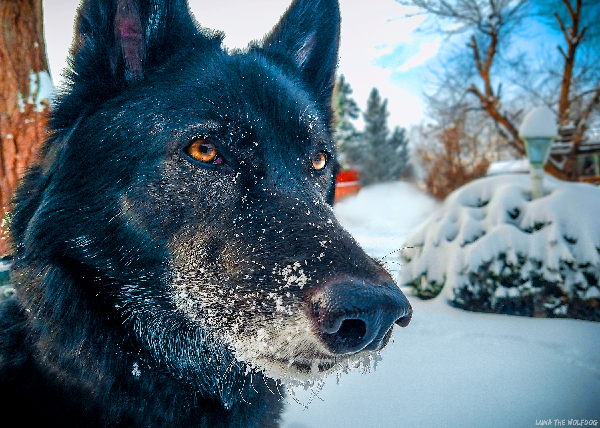 Luna The Wolfdog Snow Print