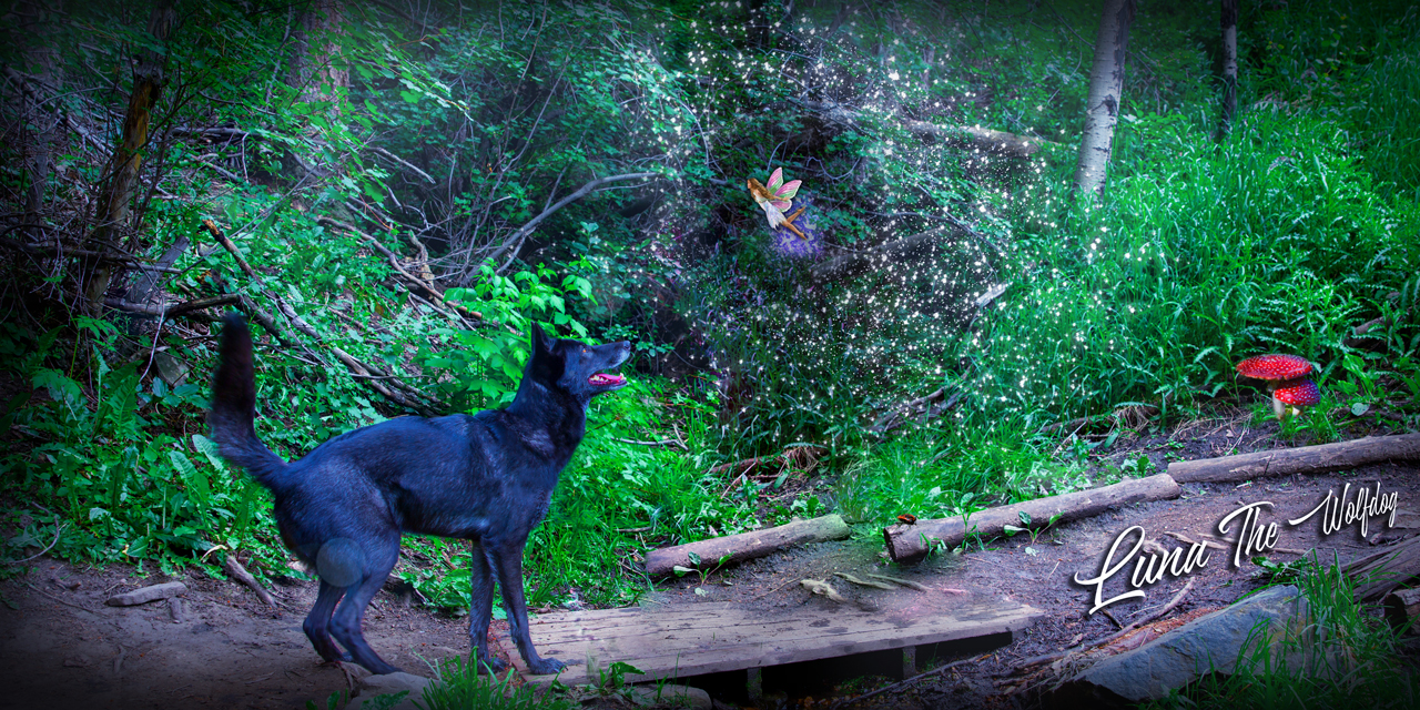Luna the Wolfdog Forest Fairy